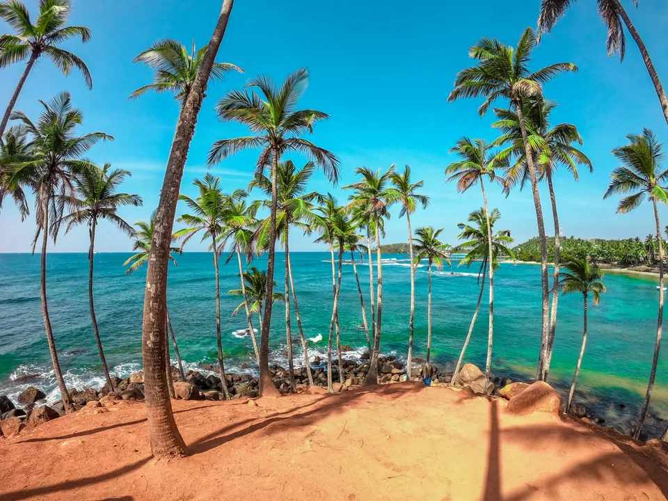 Tall coconut palms on a red-earth headland above the blue ocean
