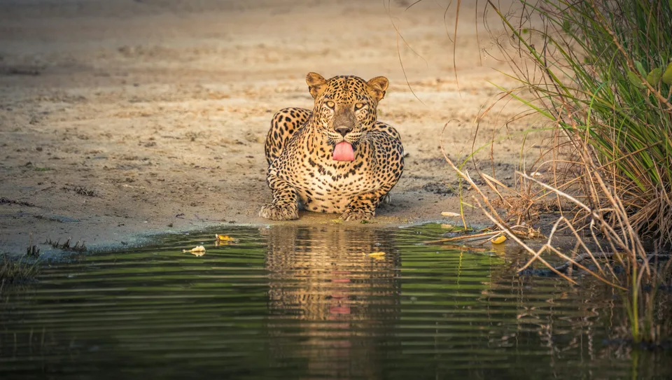 A leopard resting at the edge of a shaded waterhole