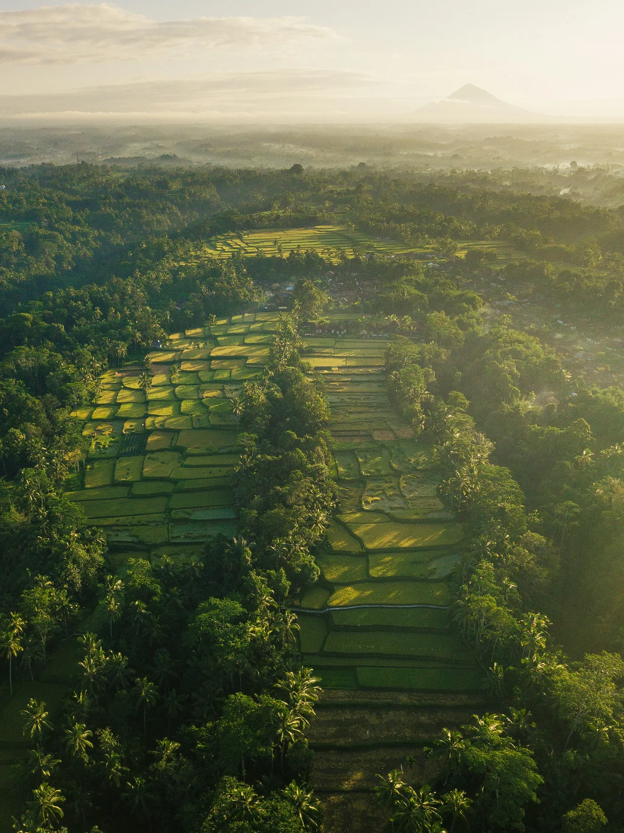 Aerial view of winding green rice terraces in warm morning light