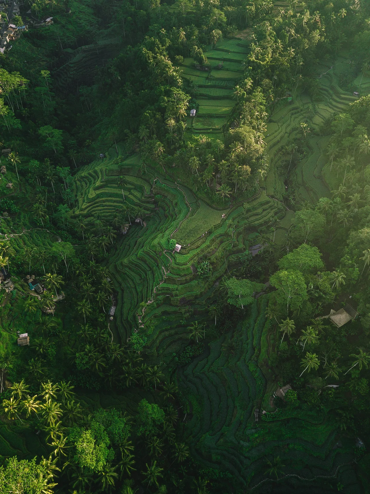 Aerial view of rice terraces surrounded by dense green vegetation