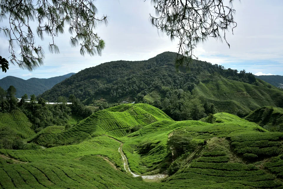 Green tea fields following the contours of steep hills