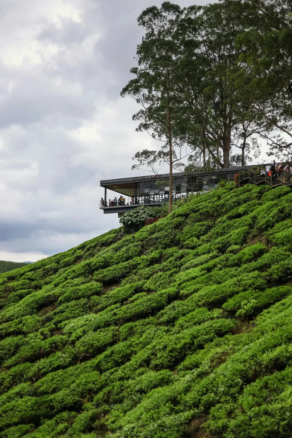 Tea bushes and a hillside building overlooking the plantation