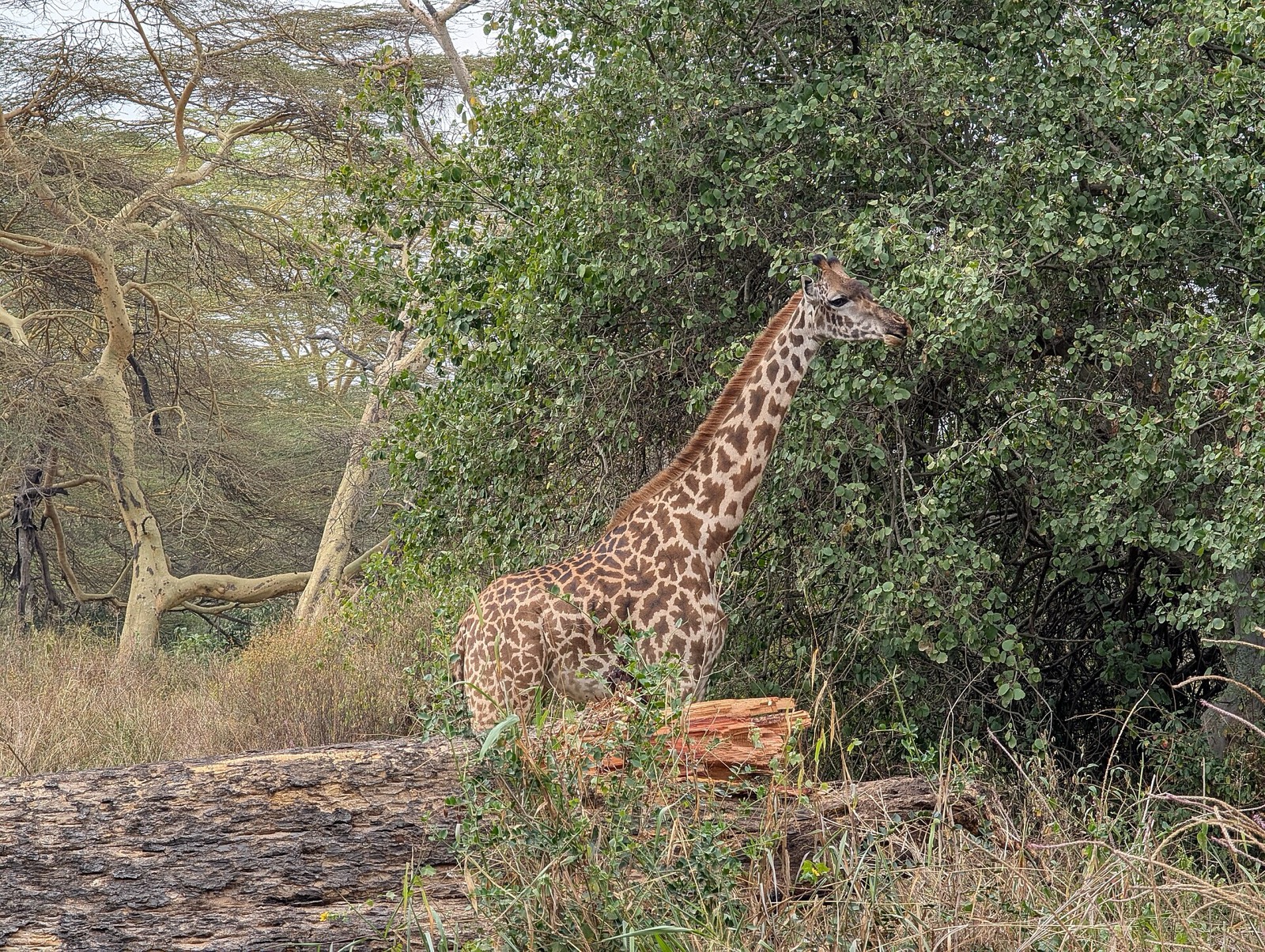 Kenya — culture & people