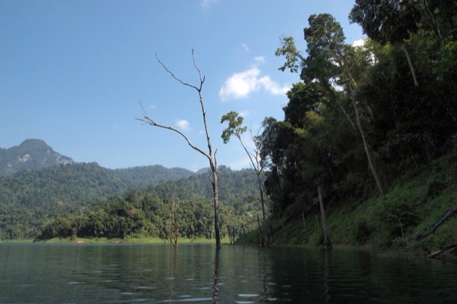 A dead tree standing in the calm lake below jungle-covered peaks in Khao Sok